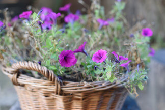 Niederräder Haus Korb mit violetten Blumen