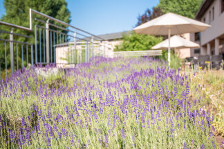 Hacienda Lavendel blüht im Garten